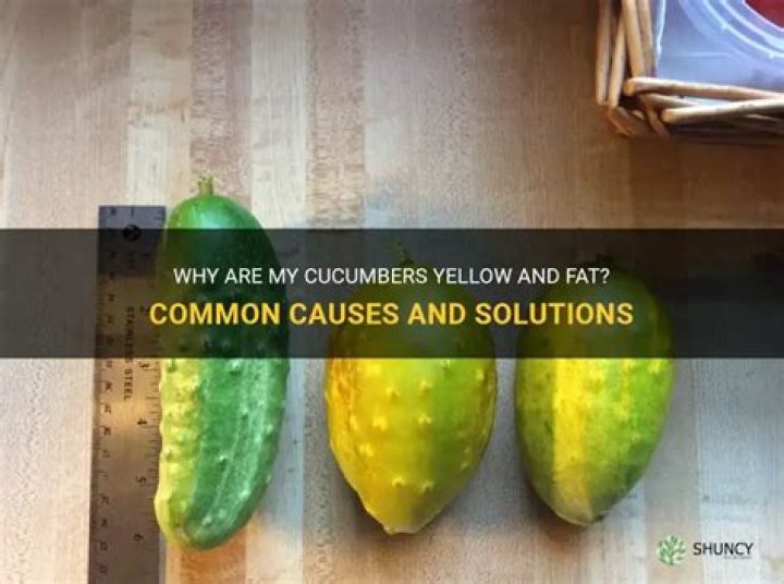 why are my cucumbers yellow and fat