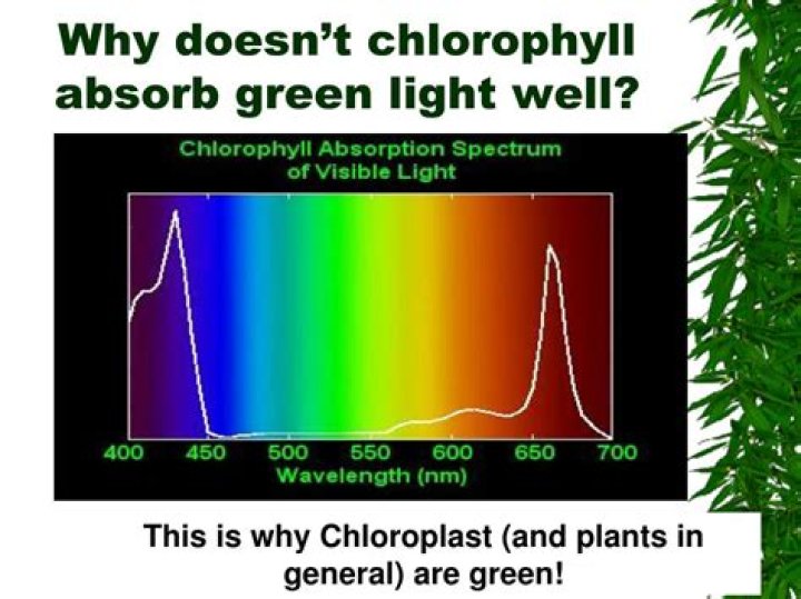 why can’t chlorophyll absorb green light