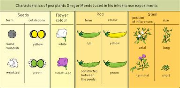 why did mendel use pure lines in his experiment