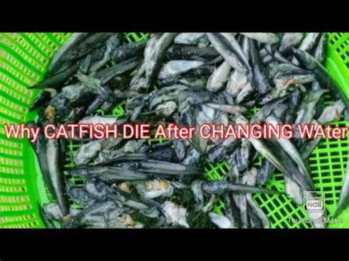 why did my catfish die