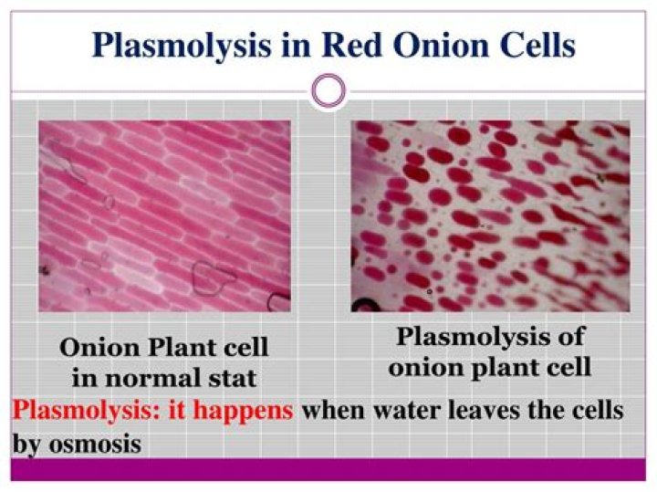 why did the onion cells plasmolyze