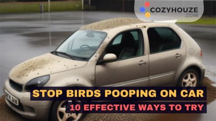 why do birds poop on white cars