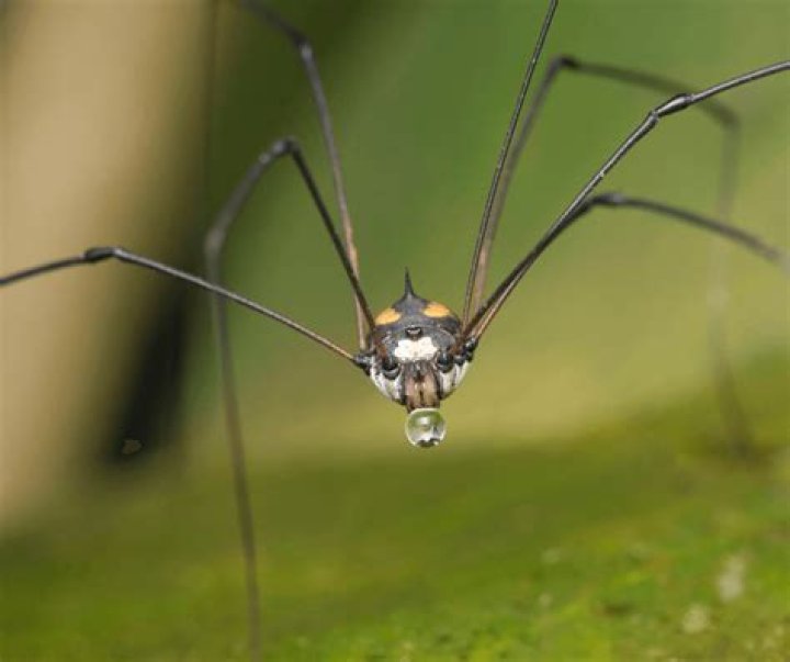 why do daddy long legs bounce