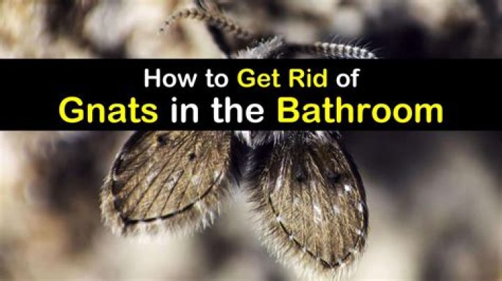 why do i have gnats in my bathroom