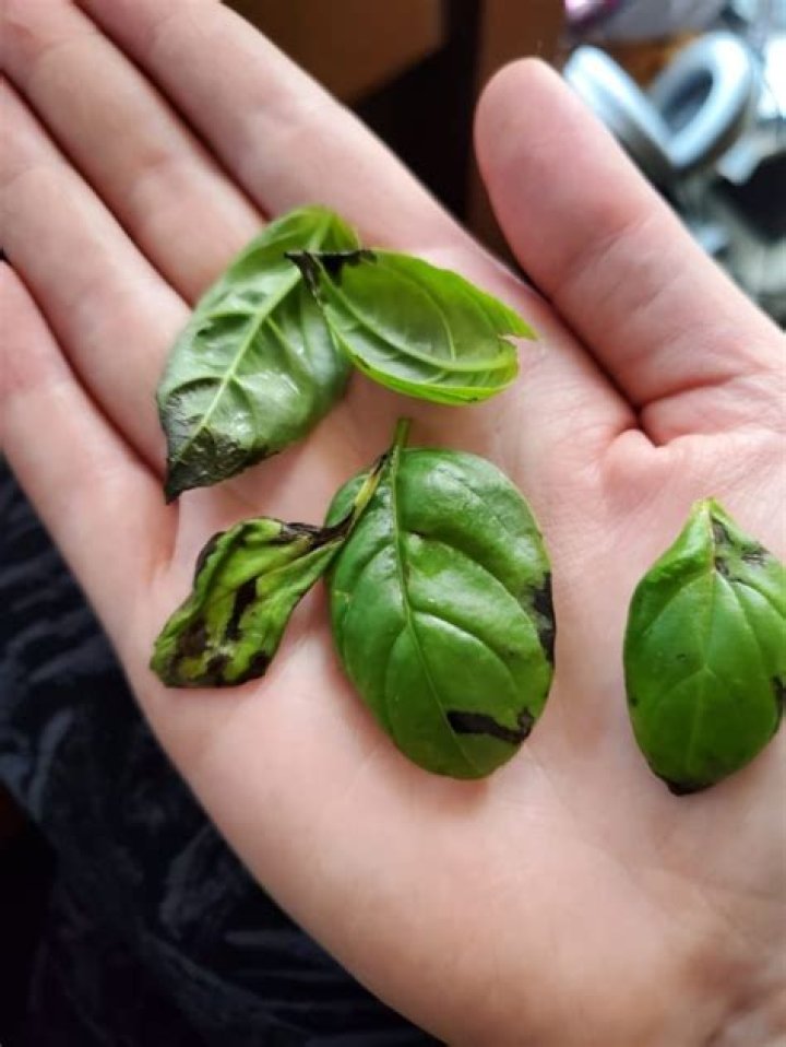 why does basil turn black