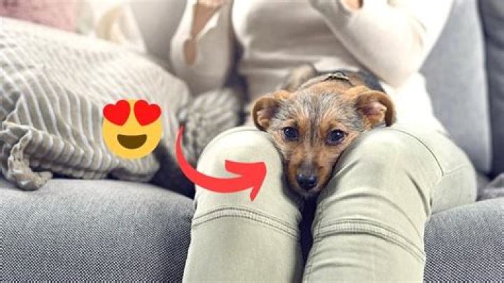 why does my dog sleep behind my knees