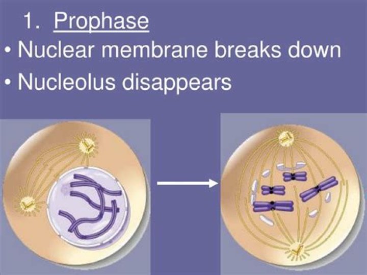 why does the nuclear membrane disappear during prophase