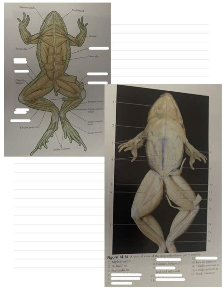 why is a frog lighter on the ventral side