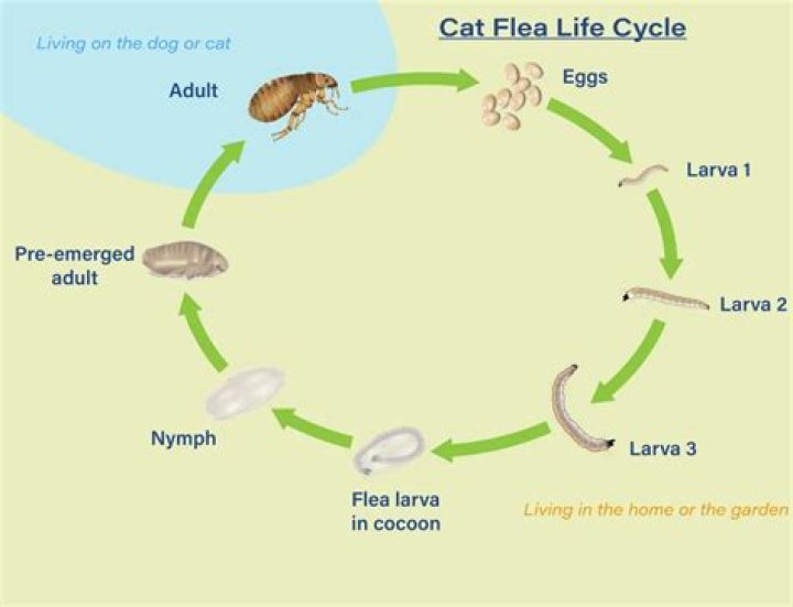why is it called a flea flicker