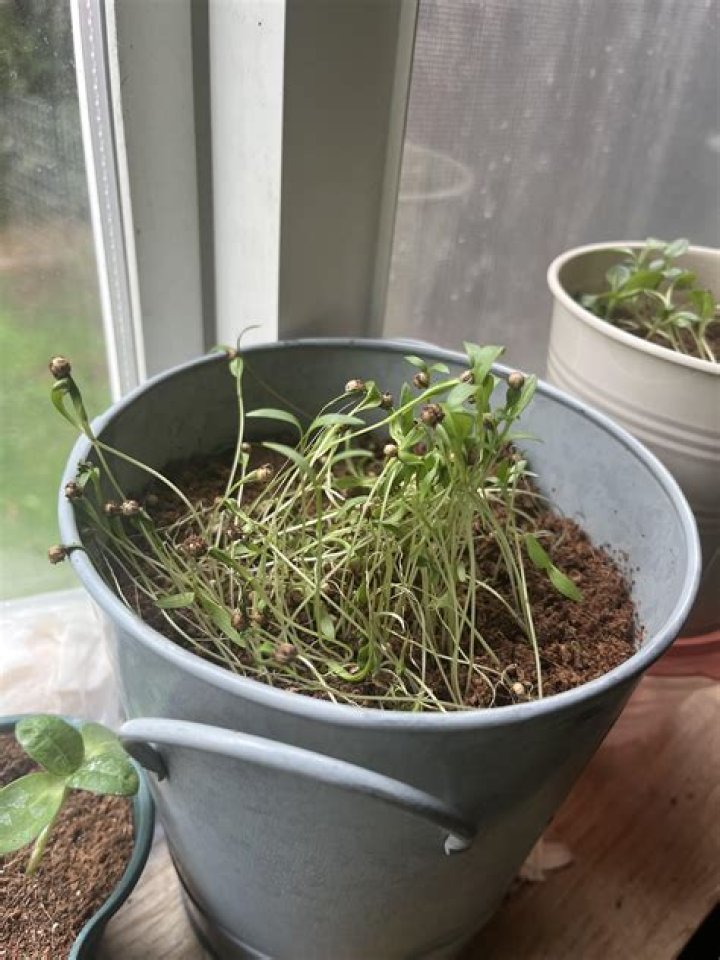 why is my cilantro wilting