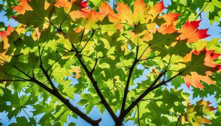 why is my maple tree leaves turning red in july