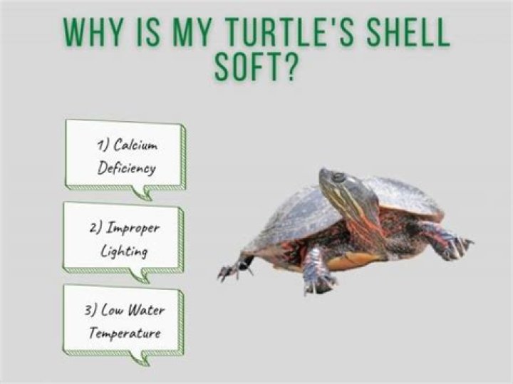 why is my turtle’s shell soft