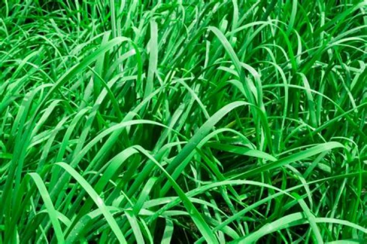 wide blade grass