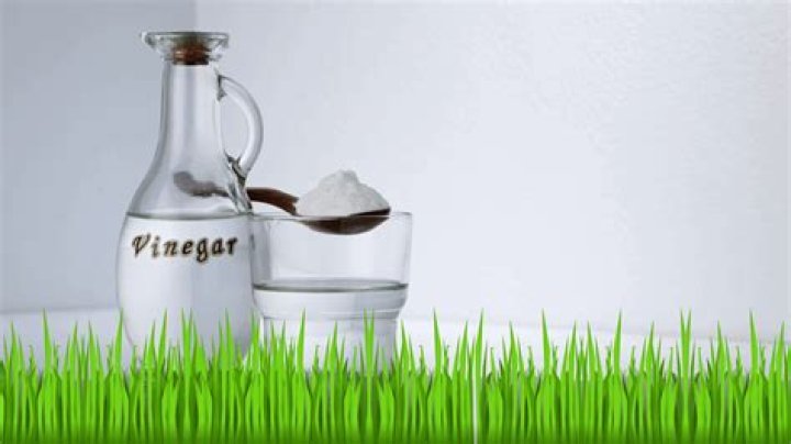 will grass grow back after vinegar
