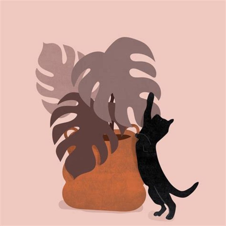 will monstera kill my cat