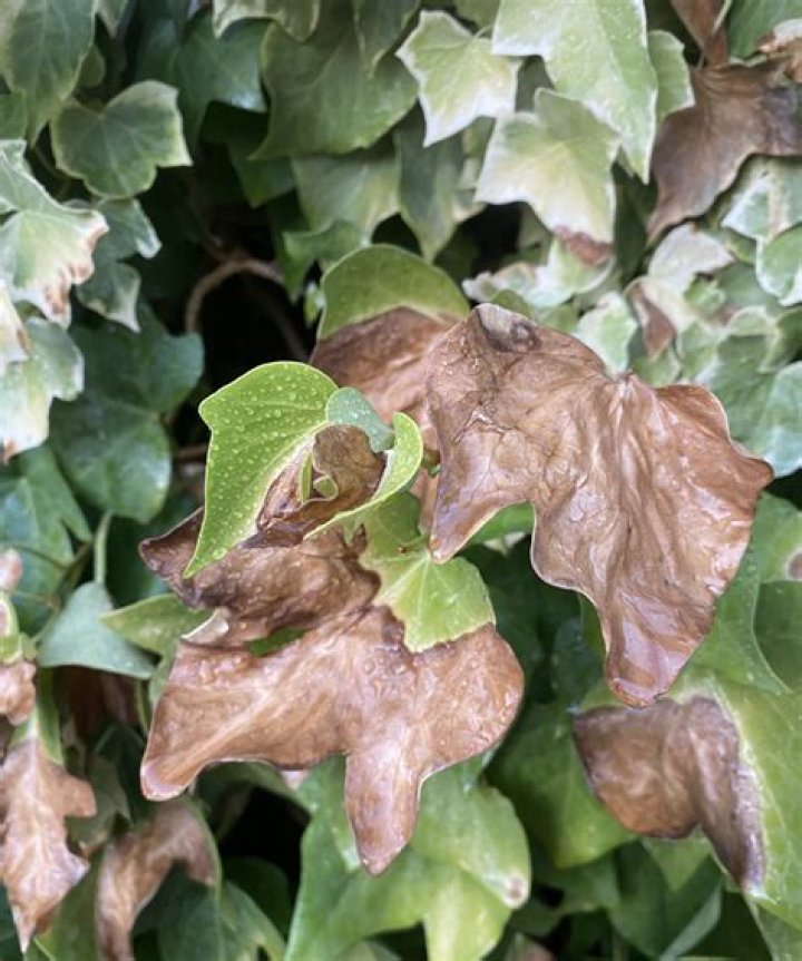 will my acer recover from leaf scorch
