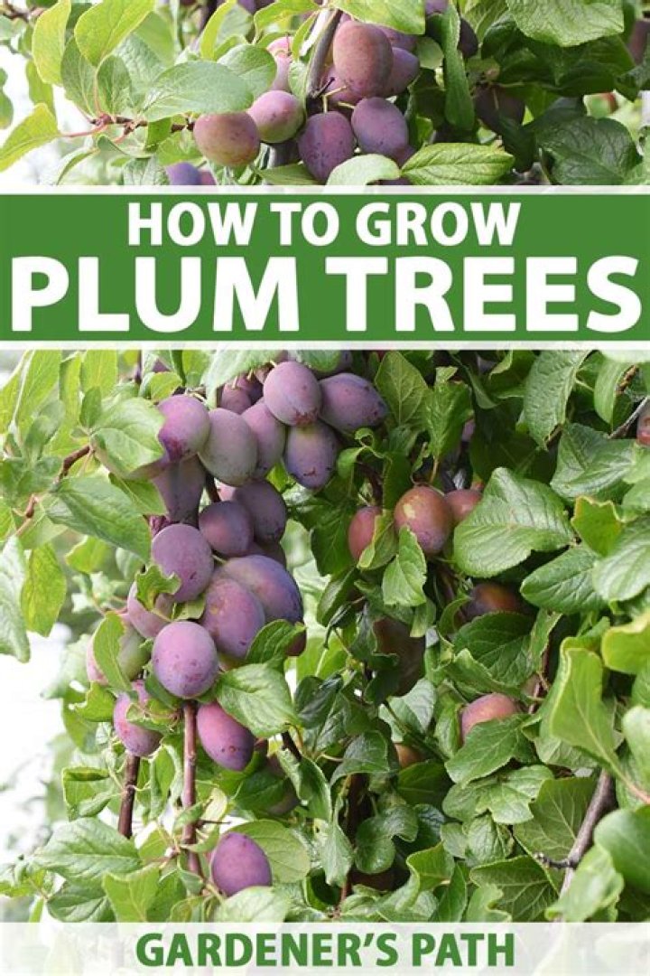 will plums ripen off the tree