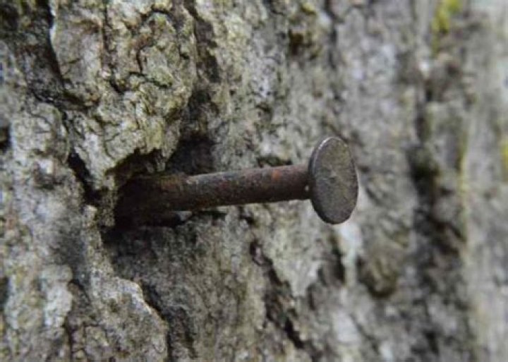 will putting a nail in a tree kill it