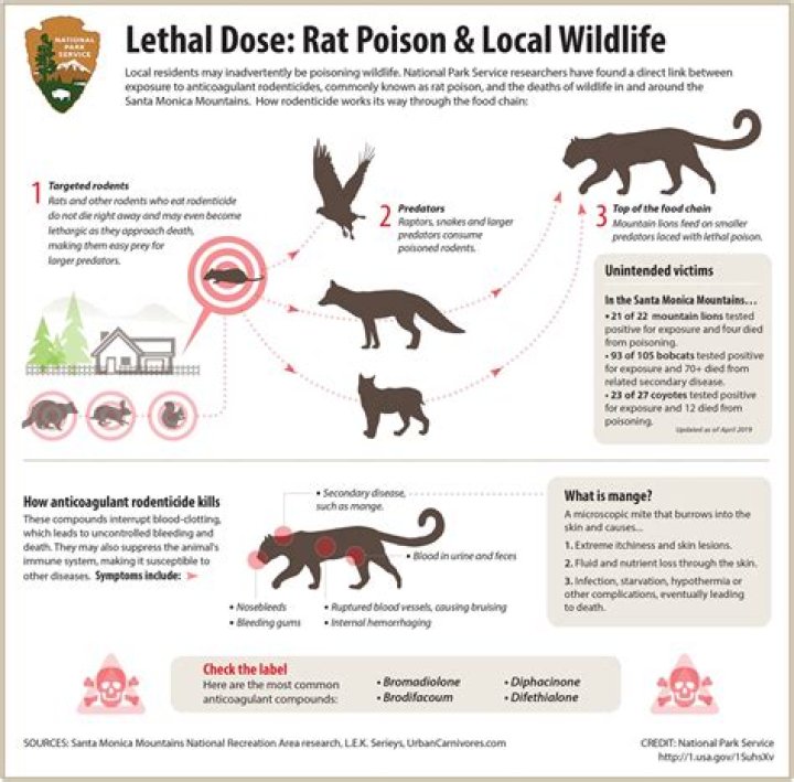 will rat poison kill a possum