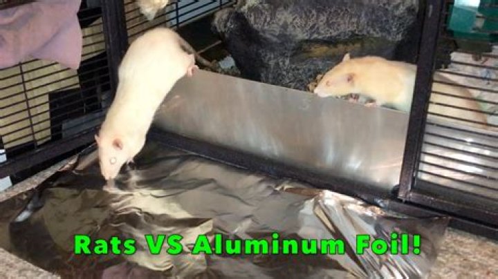 will rats chew through aluminum foil