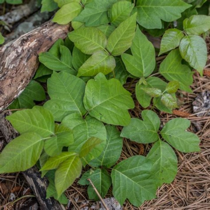 will regular roundup kill poison ivy