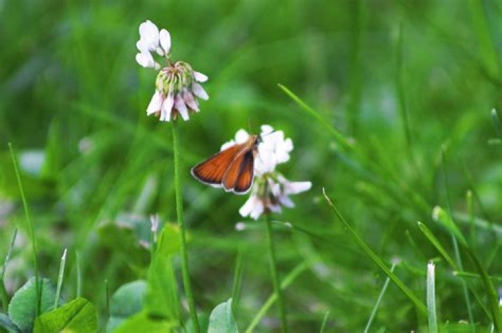 will roundup kill clover