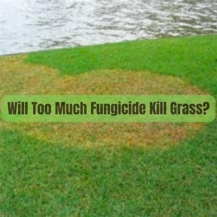 will too much fungicide kill grass