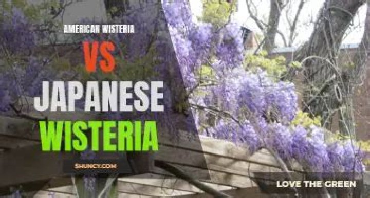 wisteria in arizona