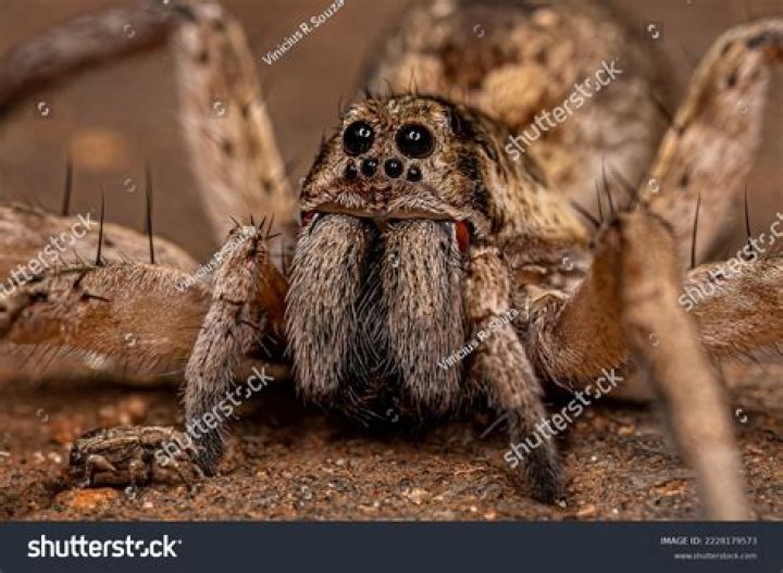 wolf spider minnesota spiders