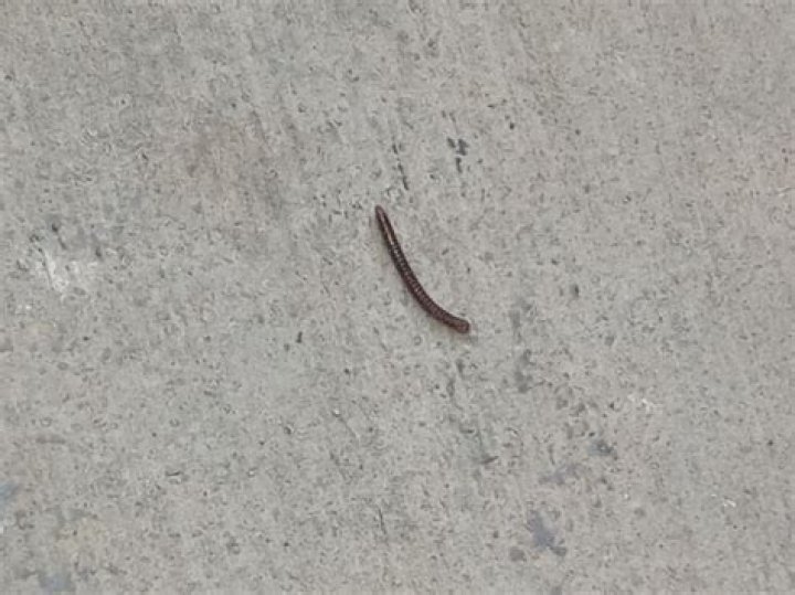 worms in garage