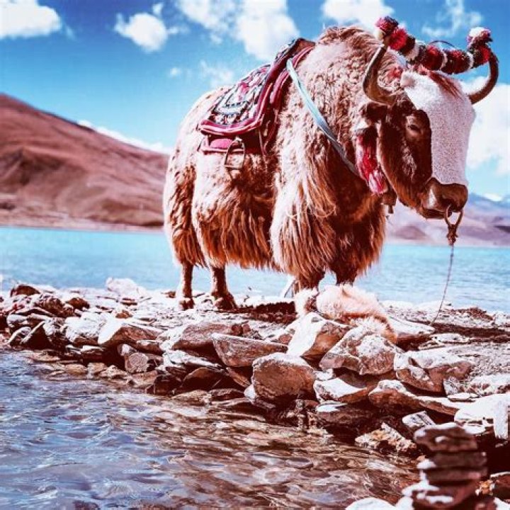 yak long distance